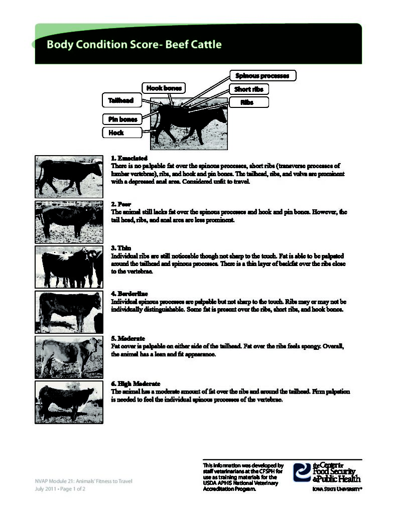 Beef Cattle Condition Chart