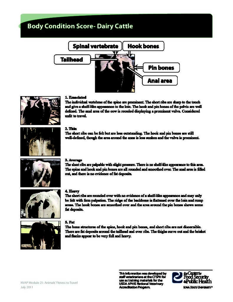 Dairy Cattle Body Condition Chart