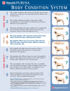 Canine-Body-Condition-System-Chart