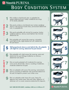 Feline-Body-Condition-System-Chart