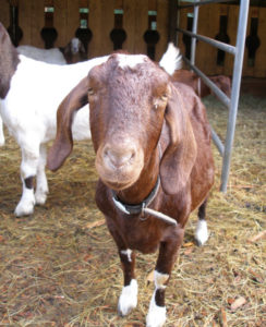 Adult Goat Photo