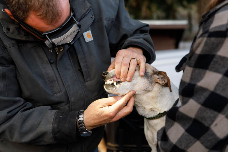 Keelan Rogers looking doing dental exam on a dog