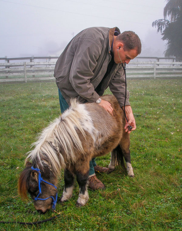 Equine Procedure